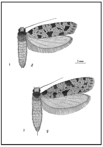 Morophaga morellus (Duponchel, 1838)