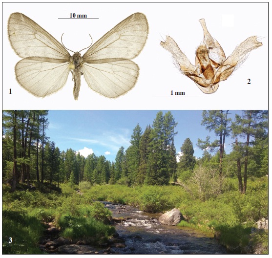 Dodia albertae Dyar, 1901, Altai mountains. 1. Adult, males. 2. Male genitalia. 3. Boreal forest near Ulagan, habitat of Dodia albertae Dyar, 1901 in the Altai mountains.