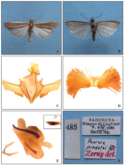 Psorosa lacteomarginata (A. Costa, 1888) adult (wingspan 15 mm): A, upperside; B, underside; genitalia (PIRA 556, M. Pinzari), C, gnathos-valvae complex; D, coremata at VIII abdominal segment; E,aedeagus and anellus (at top right aedeagus before compression by slide); F, historical labels.
