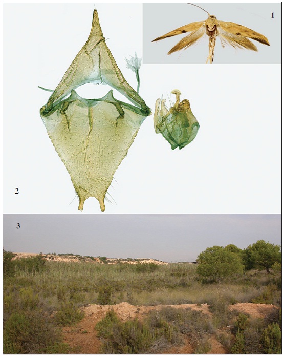Scythris camelella Walshingham, 1907, Spain. 1. Adult, males. 2. Male genitalia. 3. Habitat of S. camelella near Santa Pola (Alicante) in Spain.