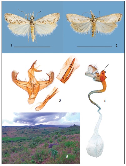Sebrus kovtunivichi Bassi, sp. n. Scale bars of adults = 10 mm. 1. Male holotype. 2. Female paratype. 3. Male genitalia with apex of phallus enlarged. 4. Female genitalia with evidence of origin of the ductus seminalis. 5. Habitat (photo V. Kovtunovich).