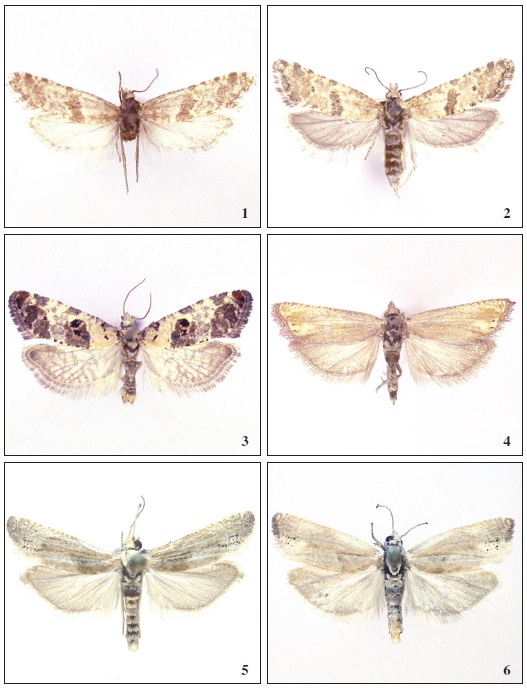 Type specimens of the described leaf-roller moths. 1. Phtheochroa accurata Tsvetkov, sp. n., holotype; 2. Phtheochroa accurata Tsvetkov, sp. n., paratype, ♀; 3. Phtheochroa suleimana Tsvetkov, sp. n., holotype; 4. Eucosma paulorosea Tsvetkov, sp. n., holotype; 5. Eucosma fulvana suncretana Tsvetkov, ssp. n. (holotype); 6. Eucosma fulvana suncretana Tsvetkov, ssp. n.. paratype, ♀.