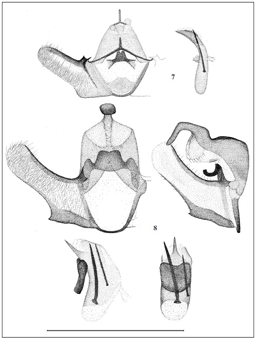 Male genitalia of Phtheochroa sp. (scale 1 mm). 7. Phtheochroa accurata Tsvetkov, sp. n., transtilla is shown separated from valvae; 8. Phtheochroa suleimana Tsvetkov, sp. n.