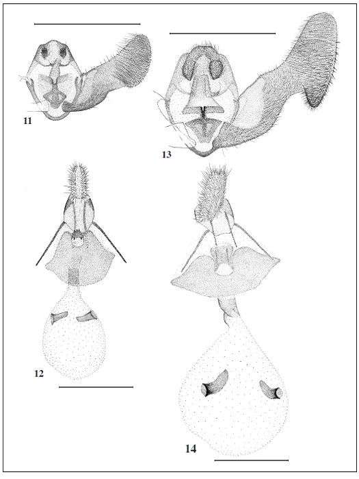 Genitalia of Eucosma sp. (scale 1 mm). 11. Eucosma paulorosea Tsvetkov, sp. n., male genitalia; 12. Eucosma paulorosea Tsvetkov, sp. n., female genitalia; 13. Eucosma fulvana suncretana Tsvetkov, ssp. n., male genitalia; 14. Eucosma fulvana suncretana Tsvetkov, ssp. n., female genitalia.