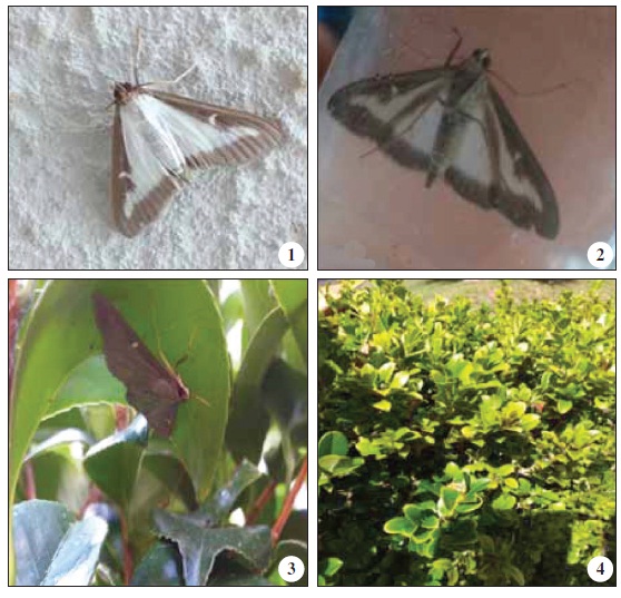 Tra&ccedil;a-do-buxo Cydalima perspectalis (Walker, 1859), Ponta Delgada, S&atilde;o Miguel, A&ccedil;ores. Adulto normal capturado em 24-IX-2019: 1. Vista em posi&ccedil;&atilde;o de repouso; 2. Vista em posi&ccedil;&atilde;o ventral. 3. Forma mel&acirc;nica observada em 25-IX-2019, em posi&ccedil;&atilde;o de repouso. 4. Buxo Buxus sempervirens L. (Buxaceae).