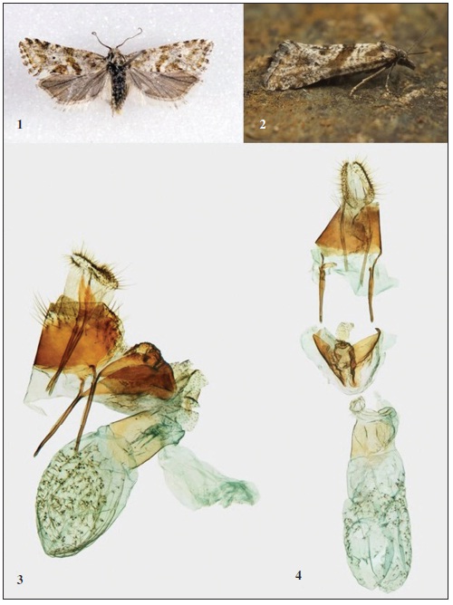 1. Cochylimorpha punctiferana (Rag.), neotype female, Segura, 31-III-2017. 2. Cochylimorpha punctiferana (Rag.), male, Macedo de Cavaleiros, 24-IV-2016 (J. Nunes). 3. Female genitalia, lateral view, Segura (gen. prep. 5185). 4. Female genitalia, ventral view, Segura (gen. prep. 5186).