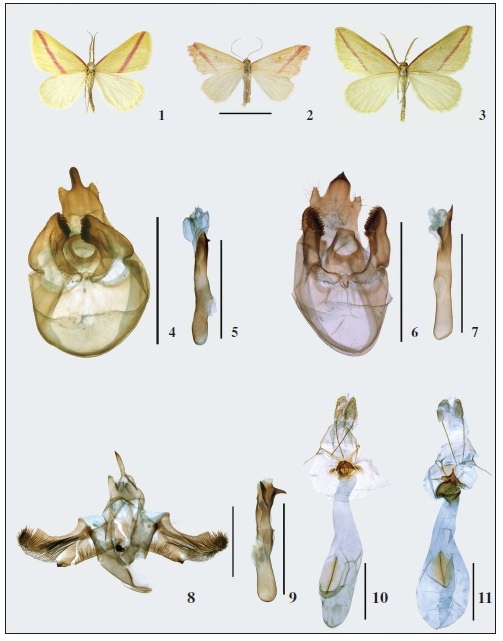 Adults. 1. Rhodometra rosea Cui, Xue & Jiang, sp. n., holotype; 2. Rh. sacraria (Linnaeus, 1767); 3. Casilda hemirosea Cui, Xue & Jiang, sp. n., holotype (Scale bars = 1 cm). 4-9. Male genitalia. 4-5. Rh. rosea Cui, Xue & Jiang, sp. n., paratype; 6-7. Rh. sacraria (Linnaeus, 1767); 8-9. C. hemirosea Cui, Xue & Jiang, sp. n., paratype. 10-11. Female genitalia. 10. Rh. rosea Cui, Xue & Jiang, sp. n., paratype; 11. Rh. sacraria (Scale bars = 1 mm).