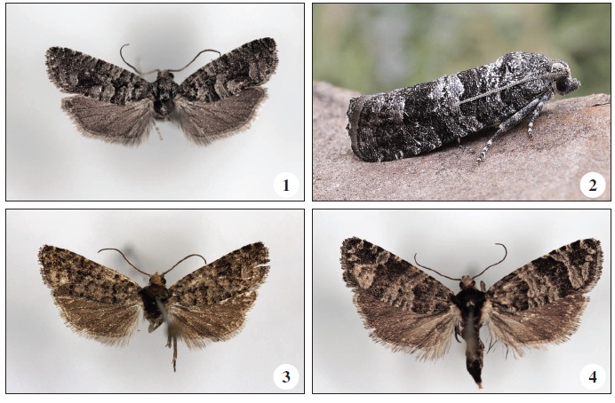 1. Pseudococcyx friedmariana Larsen, sp. n. Holotype 1. 15 mm. Spain, Albarracín. 2. P. friedmariana Larsen, sp. n. Paratype 1. 18 mm. Resting position. Spain, Hornos. 3. Pseudococcyx oskariana Larsen, sp. n. Holotype 1. 16 mm. Turkey, Beysehir. 4. P. oskariana Larsen, sp. n. Paratype 0. 19 mm. Turkey, Karaali.