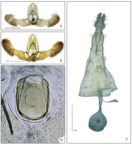 5. P. friedmarianaLarsen, sp. n. Holotype 1. Gen. prep. 3511 1. KL. 6. P. oskariana Larsen, sp. n. Holotype 1. Gen. prep. 3512 1. KL. 7. P. oskariana Larsen, sp. n. Paratype 0. Gen. prep. 3518 0. KL. 7a. P. oskariana Larsen, sp. n. Paratype 0. Gen. prep. 3513 0. Sterigma. KL. Turkey, Yozgat. Female not known.