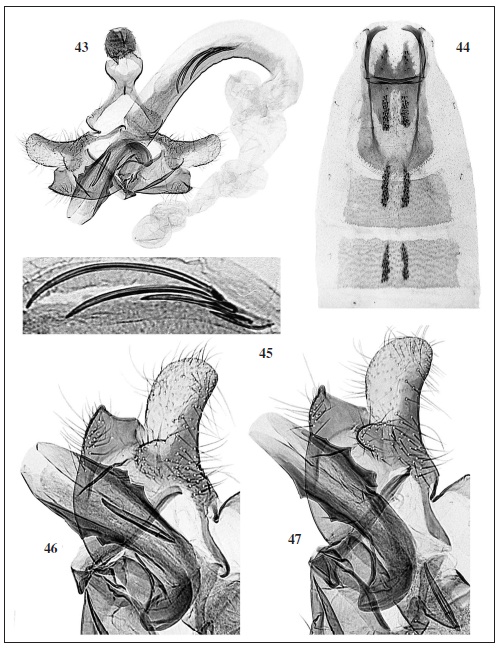 C. breyeri Pastrana. 43. Male genitalia (GP Bldz 11616). “ARGENTINA: Río Negro | 7: S. C de Bariloche | Colonia Suiza | 610 m | 24-XII-1978 | Misión Científica Danesa”. 44. Abdomen. 45. Detail of distal cornuti. 46. Detail of cucullus, sacculus, phallotheca and proximal cornutus. 47. Same detail (GP Bldz 11621), ibidem, 5-7-I-1982.