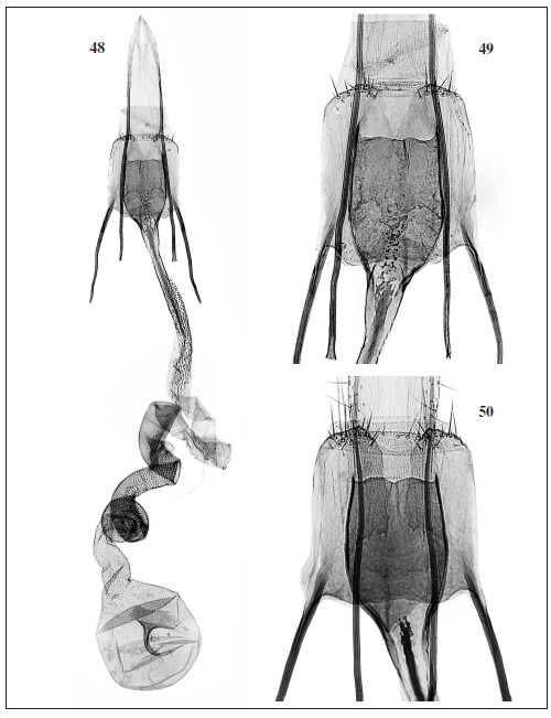 C. breyeri Pastrana. 48. Female genitalia (GP Bldz 11622) “ARGENTINA, Neuquén | 12: Río Limay | Arroyo | 22-XII-1978 | Misión Científica Danesa”. 49. Detail of sterigma, ostium bursae, colliculum.  50. Same detail (PG Bldz 11617) “ARGENTINA: Río Negro | 7: S. C de Bariloche | Colonia Suiza | 610 m | 10-XII-1978 | Misión Científica Danesa”.