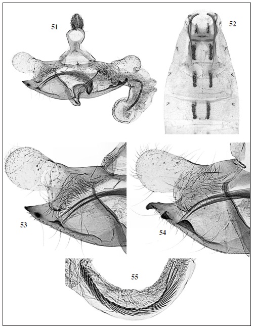 C. haywardi Pastrana. 51. Male genitalia (GP Bldz 11625) “R. ARGENTINA | Salta - Dep. Anta | Salta - Forestal | 50 km E | J. V. González | 15-22-I-1980 | Col: R. Golbach”. 52. Abdomen. 53. Detail of cucullus, sacculus, phallotheca. 54. Same detail (GP Bldz 11628, paratype). 55. Detail of cornuti (GP 11626) same label as GP Bldz 11625.