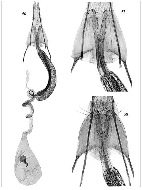 C. haywardi Pastrana. 56. Female genitalia (GP Bldz11624) “R. ARGENTINA | Salta - Dep. Anta | Salta - Forestal | 50 km E | J. V. González | 15-22-I-1980 | Col: R. Golbach”. 57. Detail of sterigma, ostium bursae, colliculum. 58. Same detail (GP Bldz 11627) same label.