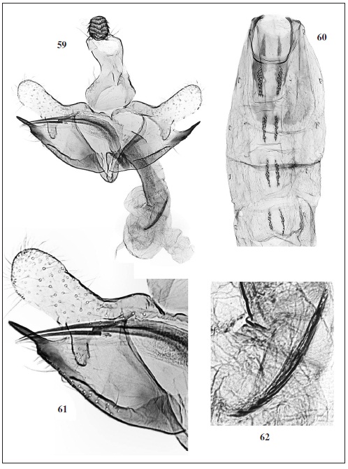 C. rasmusseni Baldizzone, sp. n. 59. Male genitalia (GP BWR 5129, holotype). 60. Abdomen. 61. Detail of cucullus, sacculus, phallotheca. 62. Detail of cornuti.