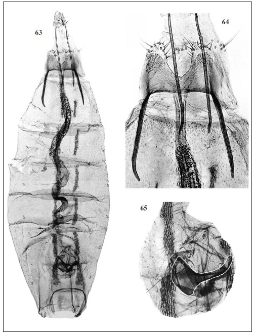 C. rasmusseni Baldizzone, sp. n. 63. Female genitalia and abdomen (GP BWR 5128, paratype).  64. Detail of sterigma, ostium bursae, colliculum. 65. Detail of corpus bursae and signum.