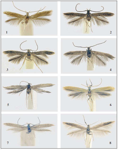 Coleophora spp.: 1. C. pulchricornis Walsingham, holotype ♀. 2. Idem, ♂ “PERU, Dep. Ancash | 25: 15 km N Caras | Río Salta Valley | ca. 2000 m | 19-21-II-1987 | O. Karsholt leg.”. 3. C. intexta Meyrick ♂ “PERU: Dept. Lima | 2: 8 km E Chosica | San Bartolomé | 1900 m | 20-23-I-1987 | O. Karsholt leg.”. 4. Idem ♂, same label. 5. C. andina Baldizzone, sp. n., holotype ♂. 6. C. aconcaguae Baldizzone, sp. n., holotype ♂. 7. C. breyeri Pastrana, paratype ♂ TIGRE | 10-1939 | J. A. Pastrana”; “Coleophora breyeri sp. n. | J. A. Pastrana det.”. 8. Idem ♀ “ARGENTINA: Río Negro | 7: S. C de Bariloche | Colonia Suiza | 610 m | 10-XII-1978 | Misión Científica Danesa”.