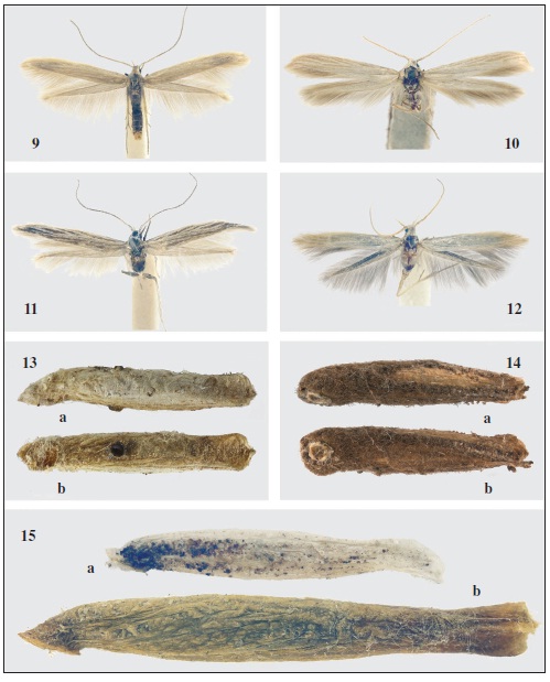 Coleophora spp.: 9.C. breyeri Pastrana “ARGENTINA: Río Negro | 7: S. C de Bariloche | Colonia Suiza | 610 m | 6-XII-1978 | Misión Científica Danesa”. 10.C. haywardi Pastrana, paratype ♂ “R. A.[rgentina], Prov. Salta | Cafayate | 1650 m | K. J. Hayward 1953. 11.C. rasmusseni Baldizzone, sp. n., holotype ♂. 12.C. peruana Baldizzone, sp. n., holotype ♂. Figs 13-15.– Larval cases. 13C. pulchricornis Walsingham, holotype (13 mm): a) lateral view, b) ventral view (photo Alessandro Giusti, NHMUK. 14. C. intexta Meyrick (5,5 mm): a) lateral view, b) ventral view (photo Rob de Vos, RMNH). 15.C. haywardi Pastrana: a) immature case (7 mm), b) full developed case (14 mm).