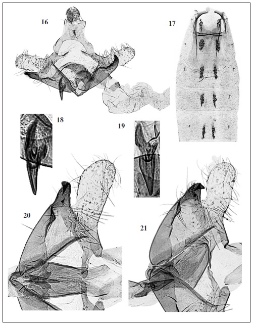 C. pulchricornis Walsingham. 16. Male genitalia (GP Bldz 2909, paratype). 17. Abdomen. 18. Detail of cornutus. 19. Same detail (GP Bldz 9790) “PERU, Dept. Lima | 29: 10 km S Paramonga | Barranca | sea level | 22-23-II-1987, O. Karsholt leg.”. 20. Detail of cucullus, sacculus, phallotheca (GP Bldz 9798) “PERU, Dep. Ancash | 25: 15 km N Caras | Rio Salta Valley | ca. 2000 m | 19-21-II-1987 | O. Karsholt leg.”. 21. Same detail (GP Bldz 9790).