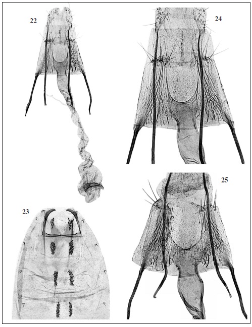 C. pulchricornis Walsingham. 22. Female genitalia (GP Bldz 9801) “PERU, Dept. Lima | 30 m | Miraflores | 1-4-III-1987 | O. Karsholt leg”. 23. Abdomen. 24. Detail of sterigma, ostium bursae, colliculum. 25. Same detail (GP Bldz 9791) “PERU, Dept. Lima | 29: 10 km S Paramonga | Barranca | sea level | 22-23-II­1987, O. Karsholt leg.”.