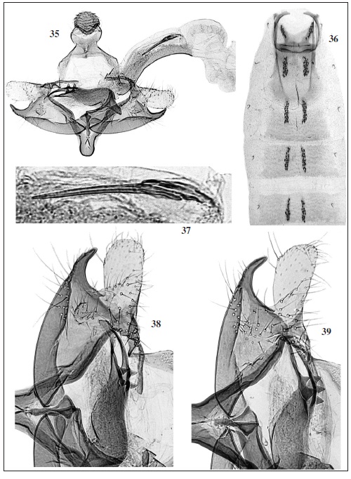C. aconcaguae Baldizzone, sp. n. 35. Male genitalia (GP Bldz 11623, paratype). 36. Abdomen. 37. Detail of cornuti. 38. Detail of cucullus, sacculus, phallotheca. 39. Same detail (GP Bldz 5392, paratype).