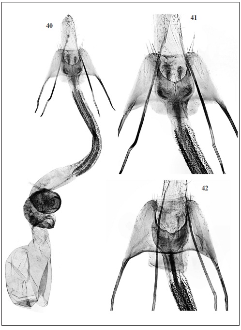 C. aconcaguae Baldizzone, sp. n. 40. Female genitalia (GP Bldz 12831, paratype). 41. Detail of sterigma, ostium bursae, colliculum. 42. Same detail (GP Bldz 12834, paratype).