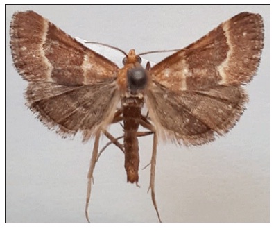 Stemmatophora combustalis (Fischer von Röslerstamm, 1842)