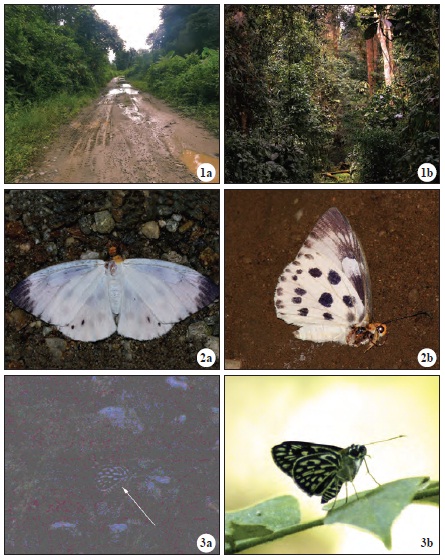 1. Sampling sites in Namdapha National Park; a) Transect along Miao-Vijoynagar road near Deban, b) Transect near Hornbill camp. 2. Capila pieridoides (Moore, 1878) from Hornbill camp, Namdapha National Park, Arunachal Pradesh; a) Dorsal view of dead specimen, b) Ventro-lateral view of the specimen. 3.Plastingia naga (de Nicéville, [1884]) from India; a) P. naga was photographed in insufficient light, from Deban, Namdapha National Park, Arunachal Pradesh, b) A clear image of P. naga from Central Assam. Copyright: Figures 1(a-b), 2b, Deepak CK; Figures 2a, 3(a-b), Arajush Payra.
