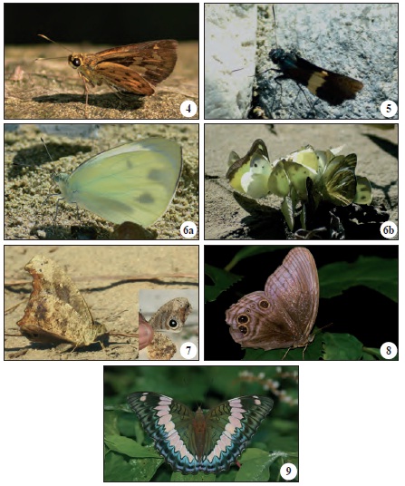 4. Salanoemia noemi (de Nicéville, 1885) from Deban, Namdapha National Park, Arunachal Pradesh. 5. Lotongus sarala (de Nicéville, 1889) from 10th Mile, Namdapha National Park, Arunachal Pradesh. 6.Pieris naganum naganum (Moore, 1884) from 27th Mile, Namdapha National Park, Arunachal Pradesh; a) An individual of P. naganum naganum showing mudpuddling behaviour, b) Aggregation of butterflies mudpuddling near a stream bed. 7.Erites falcipennis Wood Mason & de Nicéville, 1883 from 19th Mile, Namdapha National Park, Arunachal Pradesh. 8. Coelites nothis adamsoni Moore, 1891 from Anamika waterfalls, Deban, Namdapha National Park, Arunachal Pradesh. 9. Bassarona durga splendens (Tytler, 1915) from Hornbill camp, Namdapha National Park, Arunachal Pradesh. Copyright: Figures 4-7, Arajush Payra; Figures 8-9, Deepak CK.