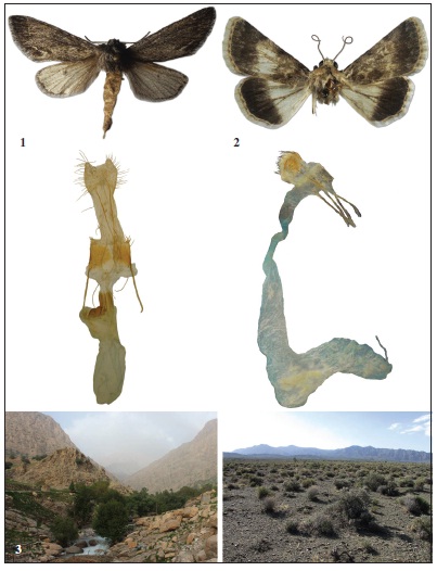  1. Adult wing pattern (up) and female genitalia (down) of Asteroscopus syriaca (Warren, 1910); 2. Adult wing pattern (up) and female genitalia (down) of Oncocnemis rhodophaea Ebert, 1978; 3. Habitats of Asteroscopussyriaca in the Malaqa region in Khuzestan province, southwest Iran (left) and Oncocnemisrhodophaea in Dehsard region of Baft in Kerman province, south Iran (right).