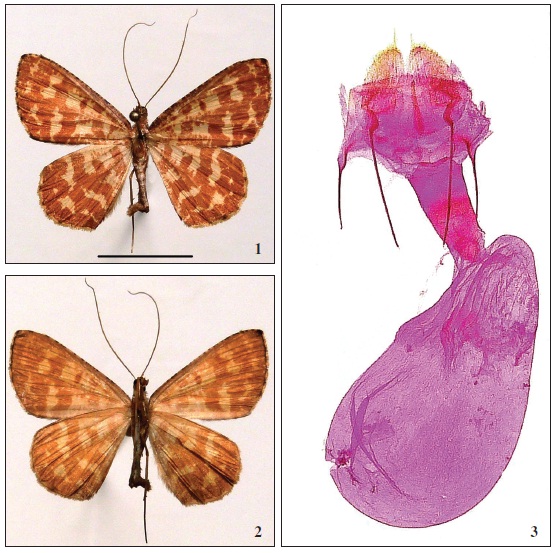 1. Holotipo ♀ anverso. 2. Reverso. 3. Genitalia hembra preparación AEH 3355 (escala 1 cm)