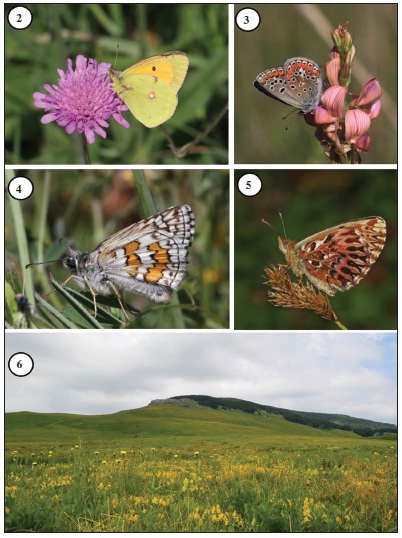 2. Colias caucasica was observed only once at Mt. Poštak. 3. Polyommatus thersites was localycommon where sainfoins grow. 4.Pyrgus sidae is a rare species in Croatia. 5.Boloria titania was recorded atBadovinac almost 100 years ago. 6. Preserved and butterfly rich Čemernica meadows near Gornja Suvaja