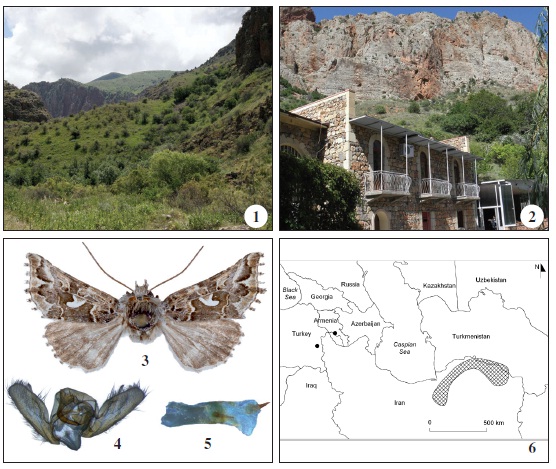 1. The slope of the Hayots Dzor mountain range where Desertoplusia bella (Christoph, 1887) was trapped. 2. The trapping site of Desertoplusia bella (Christoph, 1887) - Armenia, Noravank Monastery. 3-5. Desertoplusia bella (Christoph, 1887) - Armenia, Noravank Monastery, 1-VI-2014, leg. R. Wa˛sala and R. Zamorski: 3. imago; 4. male genitalia; 5. aedeagus. 6. An outline of the distribution of Desertoplusia bella (Christoph, 1887) (hatched area) in the Caspian Sea region. The black dots show the localities of D. bella in Armenia and Turkey.