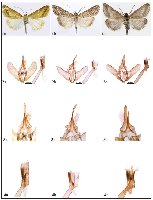 Diagnostic characters of three Evergestis species based upon the wing markings and male genitalia. Line 1: Upperside of the males of Evergestis nomadalis (a), Evergestis boursini (b), Evergestis pazukii (c). Line 2: total view of the male genitalia. Line 3: ventral view of uncus and gnathos (enlarged). Line 4: distal end of aedeagus (enlarged).