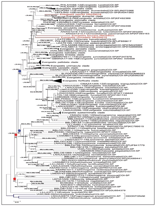 The phlogenetic tree of Glaphyriinae populations constucted with NJ, BI and ML algorhitims. Numbers at the nodes indicate the NJ bootstrap values, the BI posterior probability and the ML bootstrap values. A dash indicates a value less than 0.50 or 50%. Bar, 1 substitutions per 100 nucleotide positions.