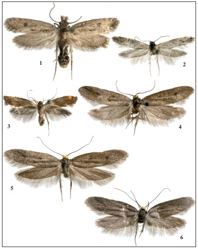 Adultos. 1.– Taleporia improvisella (Stgr.), ♀, prep. gen. 7936JG. 2.Paraswammerdamia kitamurae Gastn & Vives, sp. n., ♀, holotipo, prep. gen. 7914JG. 3. Metalampra italica Bldz. ♀, prep. gen. 7941JG. 4.– Agnoea emarella Gastn & Vives, sp. n., ♂, holotipo, prep. gen. 7772JG. 5.Agnoea emarella Gastn & Vives, sp. n., ♀, paratipo, prep. gen. 7785JG. 6. Agnoea lvovskyi Gastn & Vives, sp. n., ♂, holotipo, prep. gen. 7766JG.