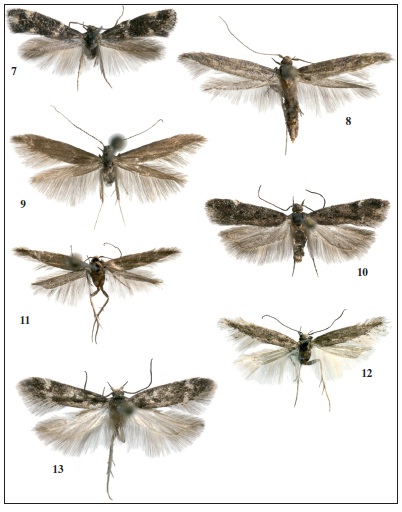Adultos. 7. Elachista atricomella Stt., ♂, prep. gen. 7948JG. 8.Coleophora texanella Cham., ♀, prep. gen. 7920JG. 9. Coleophora lusciniaepennella (Tr.), ♂, prep. gen. 7917JG. 10.Stomopteryx hungaricella Gozm., ♂, prep. gen. 7861JG. 11. Monochroa felixi Gastn & Vives, sp. n., ♂, holotipo, prep. gen. 7844JG. 12.Oxypteryx parahelotella (Nl.), ♂, prep. gen. 7833JG. 13. Caryocolum mazeli Huem. & Nl., ♂, prep. gen. 7870JG.