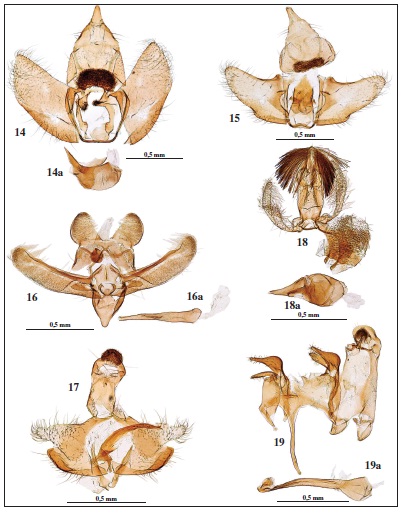  Genitalia del macho. 14.Agnoea emarella Gastn & Vives, sp. n., holotipo, prep. gen. 7772JG. 14a. Ditto, aedeagus. 15.Agnoea lvovskyi Gastn & Vives, sp. n., holotipo, prep. gen. 7766JG. 16.Elachista atricomella Stt., prep. gen. 7948JG. 16a. Ditto, aedeagus. 17.Coleophora lusciniaepennella (Tr.), prep. gen. 7917JG. 18.Stomopteryx hungaricella Gozm., prep. gen. 7861JG. 18a. Ditto, aedeagus. 19.Caryocolum mazeli Huem. & Nl., prep. gen. 7870JG. 19a. Ditto, aedeagus
