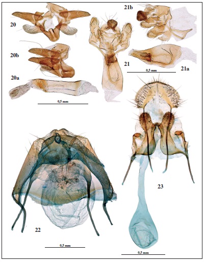 Genitalia del macho y de la hembra. 20. Monochroa felixi Gastn & Vives, sp. n., holotipo, prep. gen. 7844JG., vista frontal. 20a. Ditto, aedeagus. 20b. Ditto, vista lateral. 21.Oxypteryx parahelotella (Nl.), vista frontal, prep. gen. 7828JG. 21a. Ditto, aedeagus. 21b. Oxypteryx parahelotella (Nl., 1995), vista lateral, prep. gen. 7833JG. 22.Taleporia improvisella (Stgr.), prep. gen. 7936JG. 23.Paraswammerdamia kitamurae Gastn & Vives, sp. n., holotipo, prep. gen. 7914JG.