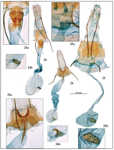 Genitalia de la hembra. 24. Metalampra italica Bldz., prep. gen. 7941JG. 24a. Ditto, detalle ostium. 24b. Ditto, detalle signum. 25. Agnoea emarella Gastn & Vives, sp. n., paratipo, prep. gen. 7788JG. 25a. Ditto, detalle ostium. 25b. Ditto, detalle signum bursae. 26.Coleophora texanella Cham., prep. gen. 7920JG. 26a. Ditto, detalle ostium. 26b. Ditto, detalle signum bursae.