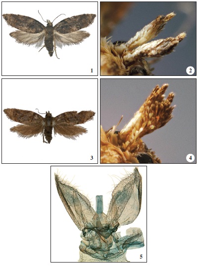 1.Canaria palmariana Larsen, sp. n. Holotype ♀. 2. Labial palpus. 3.Canaria gomeriana Larsen, sp. n. Holotype ♂. 4. Labial palpus. 5.C. gomeriana Larsen, sp. n. male genitalia Holotype. Gen. prep. 3507 ♂ K. Larsen.