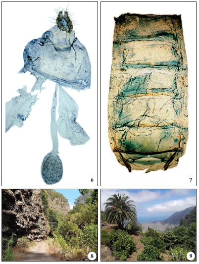 6. C. palmariana Larsen, sp. n. female genitalia Holotype. Gen. prep. 3506 ♀ K. Larsen. 7. C. palmariana Larsen, sp. n. abdomen prep. 3506 ♀ K. Larsen. 8. La Palma, Barranco de la Madera. Type locality for C. palmariana Larsen, sp. n. 9. La Gomera, El Cedro. Type locality for C. gomeriana Larsen, sp. n.
