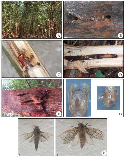 Hanging and fallen tops in a commercial stand of Eucalyptus pellita (Myrtaceae) trees damaged by the red coffee borer, Polyphagozerra coffeae (Nietner, 1861) (Lepidoptera: Cossidae) (A), two entrance holes with fresh frass (B), a middle-age caterpillar (C) and a mature pupa (D) in galleries, a pupation chamber with tree bark scratched by caterpillars before pupation (E), a male and a female moth - dorsal view (F), and male genitalia (frontal - top and lateral - down views) (G). Baserah sector, Riau, Sumatra, Indonesia.