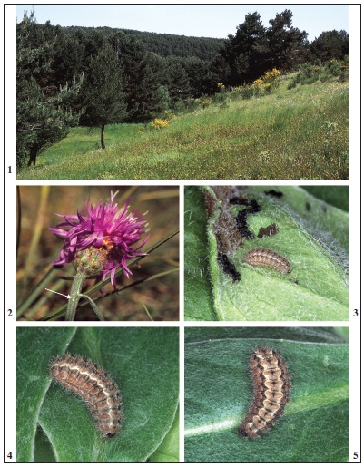 1. Habitat of J. hispanica at Spain, Segovia, east of San Rafael, El Espinar. 2. Eggs (shown by arrow) on the stem below the flower of Centaurea paniculata L. at France, Mt. Ventoux, Forêt de la Perache. 3. Third instar larva of J. hispanica on the leaf of Centaurea montana L. (in captivity). 4. Adult (L8) larva of J. hispanica on Centaurea montana leaf (in captivity) (dorsolateral view). 5. Adult (L8) larva of J. hispanica on Centaurea montana leaf (in captivity) (dorsal view).