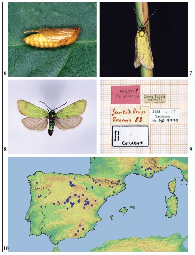 6. Pupa of J. hispanica (lateral view). 7. Freshly emerged male of J. hispanica, reared from egg from San Rafael, El Espinar, Spain. 8. Holotype male of Procris hispanica (ZSBS, Munich). 9. Pin-labels of holotype male of Procris hispanica.10. Distribution map of J. hispanica. BioOffice database of Tiroler Landesmuseen, Ferdinandeum, Innsbruck, Austria.