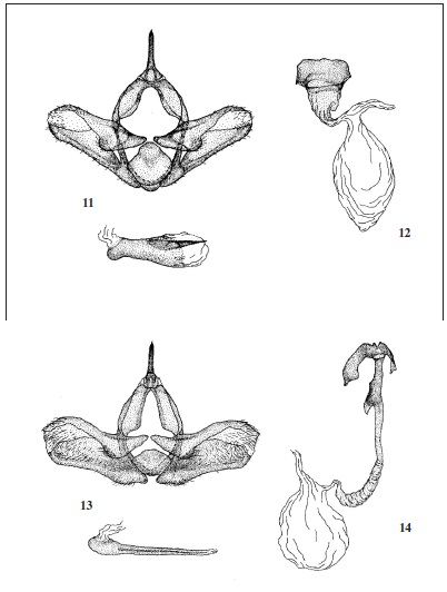  11-12.Jordanita (Gregorita) hispanica (Alberti, 1937). 11. Male genitalia, 12. Female genitalia. 13-14. Jordanita (Tremewania) notata (Zeller, 1847). 13. Male genitalia, 14. Female genitalia. (Ex EFETOV, 2001c).
