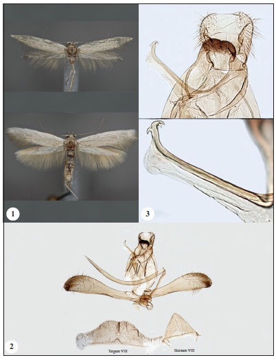 1. Adults of Apostibes ustyurtensis Nupponen, sp. n. (up: male, holotype; down: male, paratype). 2. Male genitalia of Apostibes ustyurtensis Nupponen, sp. n. (holotype; GP 1/28-XII-2019 KN). 3. Male genitalia of Apostibes ustyurtensis Nupponen, sp. n. (up: holotype, uncus - gnathos complex; down: paratype, gnathos arm).