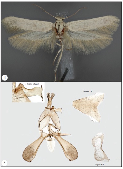 4. Adult (holotype) of Scythris kuldchuktaui Nupponen, sp. n. 5. Male genitalia of Scythris kuldchuktaui Nupponen, sp. n. (holotype; GP 1/12-XII-2008 KN).