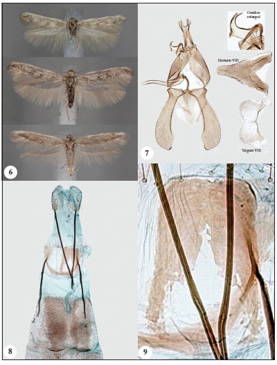 6. Adults of Scythris praecox Nupponen, sp. n. (up: male, holotype; middle: male paratype; down: female, paratype). 7. Male genitalia of Scythris praecox Nupponen, sp. n. (holotype; GP 1/20-XII-2019 KN). 8. Female genitalia of Scythris praecox Nupponen, sp. n. (paratype: GP 1/23-XII-2019 KN). 9. Sterigma of Scythris praecox Nupponen, sp. n. (paratype: GP 1/23-XII-2019 KN).