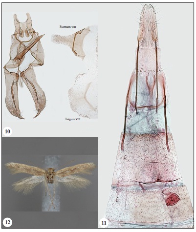 10. Male genitalia of Scythris aciella Bengtsson, 1997 (Oman; GP 1/13-V-2017 KN; DNA sample KN00548). 11. Female genitalia of Scythris aciella Bengtsson, 1997 (Oman; GP 1/4-XII-2017 KN; DNA sample KN00547). 12. Adult (female, holotype) of Scythris cretacella K. Nupponen & T. Nupponen, 2000.