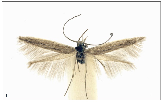 Coleophora antiqua Baldizzone, sp. n., holotype.